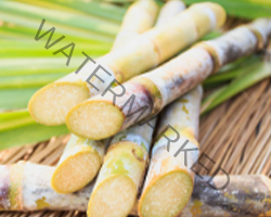 Sugarcane Cleanes and Prevents Decaying of the teeth.
