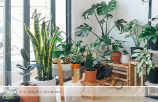 best indoor plants to have in your home